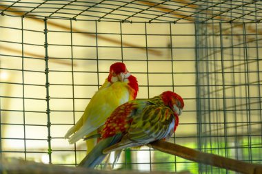 Kafeste, açık havada sevimli renkli muhabbet kuşları. Kafesteki renkli papağanlar