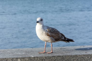 Yumuşak kentsel geçmişe sahip bir martının yakın plan portresi. Denizin bulanık arka planı. Martılar kıyıda oturur. Kentsel deniz kuşları.