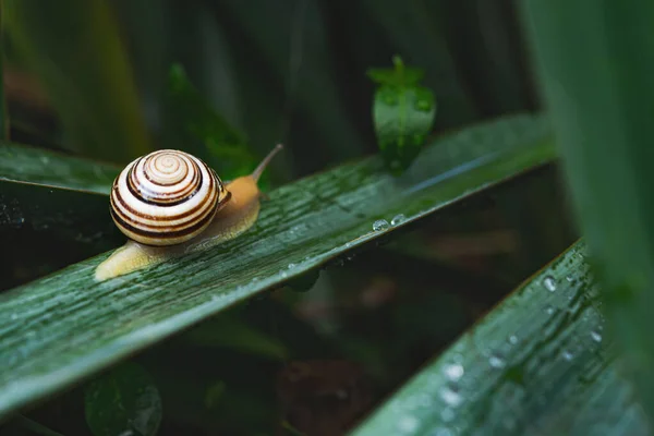 Caracol Numa Folha Verde Com Orvalho Fotografia Macro Jardim Animais — Fotografia de Stock