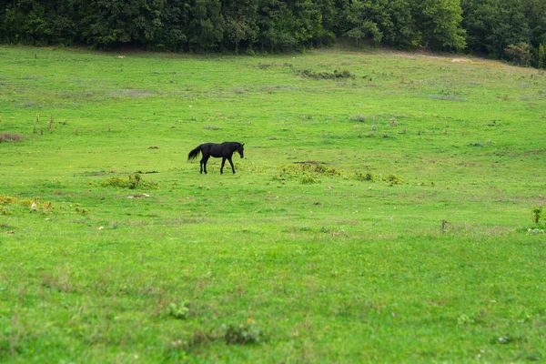Wypas Koni Zielonym Polu Konie Pasą Się Polu Konie Jedzą — Zdjęcie stockowe