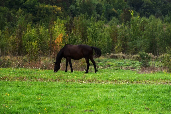 在绿地上放牧的马 马在田野里吃草 马在绿色的牧场里吃东西 绿地上的马 — 图库照片