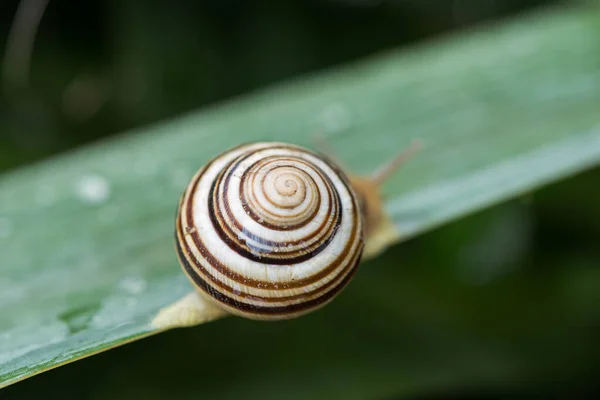 一只蜗牛爬在绿叶上 上面有露水 花园里的宏观摄影 花园里的动物 漂亮的螺旋蜗牛特写 — 图库照片