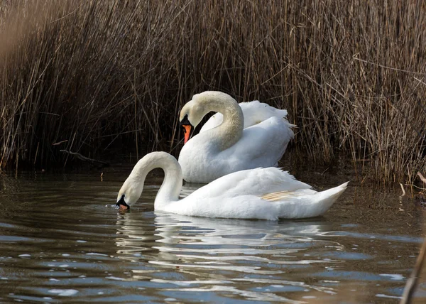 Two white swans on the water, two swans in seclusion, two white swans, waterfowl arrived for the winter, swans in the Crimea