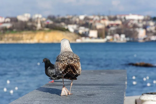 Yumuşak kentsel geçmişe sahip bir martının yakın plan portresi. Denizin bulanık arka planı. Martılar kıyıda oturur. Kentsel deniz kuşları.
