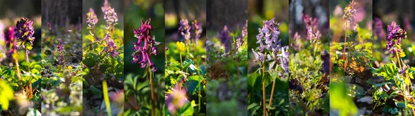 コリダリスの花の春のコラージュ 春の花自然背景 森の桜草の環境に優しいデザイン 珍しい春の花特に保護された — ストック写真