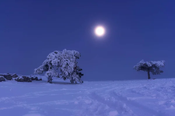 Volle Maan Petri Krim Sneeuwwitje Kerstsprookje Landschap Maanverlichte Nacht Krimdennen — Stockfoto