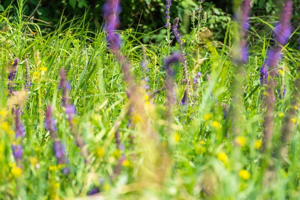 Yaz kır çiçekleri yakın plan. Güneşli bir günde yabani çiçekler. Parlak mor yabani çiçekler. Çiçekli yaz manzarası. Doğal yaz geçmişi.