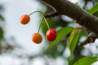Bahçedeki dallarda kirazlar, güzel olgun kirazlar. Büyük ve olgun meyveler. Kiraz yetiştirmek için. Costessey bahçe kirazları. Kiraz meyveleri yaprakların arasında..