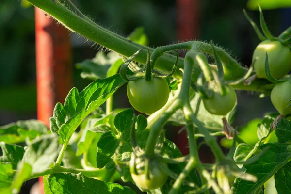 Green tomatoes in the garden. Growing tomatoes in the country. Tomatoes on the branches among the leaves. Tomatoes close-up. Ripening of the tomato.