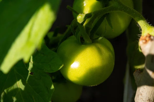 Green tomatoes in the garden. Growing tomatoes in the country. Tomatoes on the branches among the leaves. Tomatoes close-up. Ripening of the tomato.