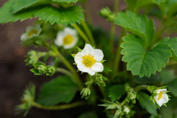 Fresa Floreciendo Jardín Follaje Verde Flores Blancas Hermosa Flor Fresa — Foto de Stock