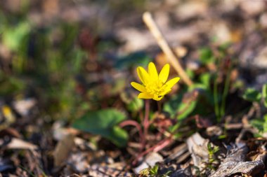 Marigold (Caltha palustris) çiçekleri, seçici odak