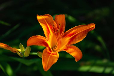 Hemerocallis fulva, portakallı günlük yakın çekim. Parlak bahçe çiçeği. Çiçeklerle dolu bir yaz bahçesi. Seçici odak noktasında günlük turuncu. Bahçedeki çiçeklerin makro fotoğrafları.