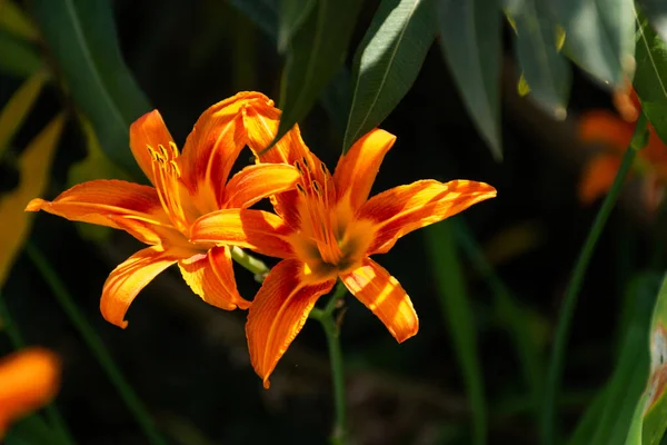 Hemerocallis Fulva Orange Taglilie Großaufnahme Helle Gartenblume Sommer Blumenbeet Mit — Stockfoto
