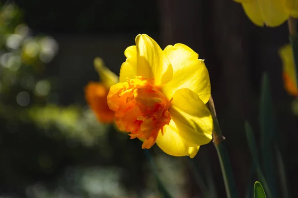 黄色の水仙が閉じる 庭で開く 明るい黄色の春の花 春に花を咲かせます 選択的焦点で黄色のナルシス 庭の花のマクロ写真 — ストック写真