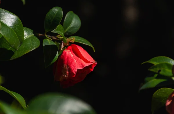 Rode Camelia Dichtbij Tuin Heldere Rode Bloem Voorjaar Bloem Japanse — Stockfoto