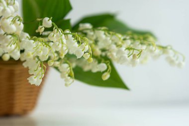 Vadinin zambakları sepetin içinde, yakın plan. Vadi çiçekleri seçici odak noktasında. Beyaz mayıs çiçekleri. Arka plan bulanık. Alçak alan derinliği. Hasır sepetli bir bahar köyü geçmişi.