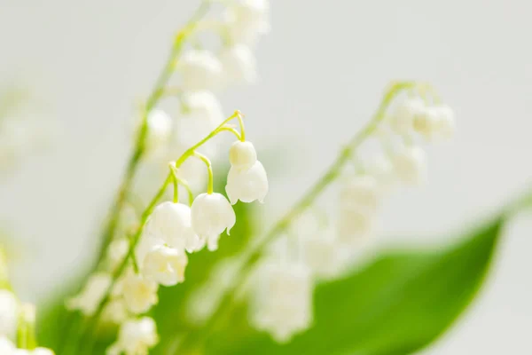 Lilies Valley Close Lily Valley Flowers Selective Focus White May — Stock Photo, Image