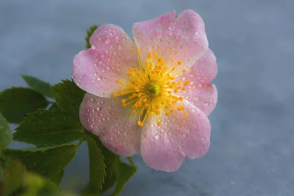 Λουλούδι Τριανταφυλλιάς Γκρι Φόντο Κάτοψη Του Κλαδιού Του Άγριου Τριαντάφυλλου — Φωτογραφία Αρχείου