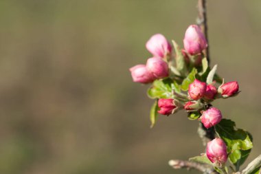 Bulanık bir arkaplanda soluk pembe elma çiçekleri. Çiçekli bahar bahçesi. Elma seçici odak noktasında çiçek açar. Güzel Bokeh. Metin için alanı olan çiçek bahar arkaplanı