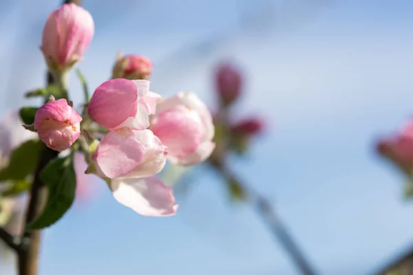 Fiori Mela Rosa Pallido Uno Sfondo Sfocato Giardino Primaverile Fiorito — Foto Stock