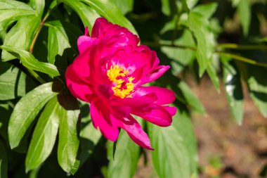 Çiçek tarhında pembe şakayık resmi. Çiçekli bahar arkaplanı. Bahçede güzel açan çiçek. Sarı çekirdekli mor-pembe şakayık çiçeği. Baharda botanik bahçesi.