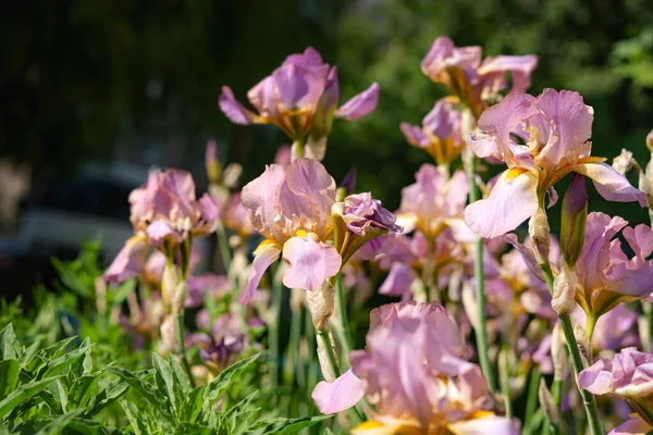 Rosa Iris Nära Håll Trädgården Blommig Fjäder Bakgrund Vacker Blommande — Stockfoto