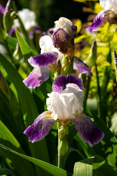 Vit Lila Iris Nära Håll Trädgården Blommig Fjäder Bakgrund Vacker — Stockfoto