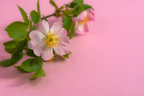 Rózsaszín Virág Rózsaszín Háttérrel Top Kilátás Nyílik Vadrózsa Ágára Gyönyörű — Stock Fotó