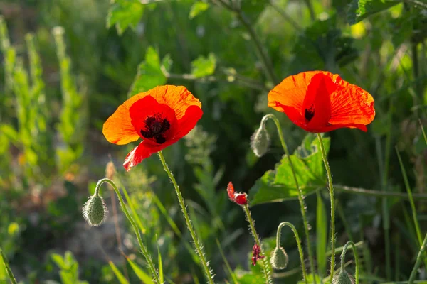 ぼやけた背景でポピーがクローズアップされます 美しい赤いケシ 太陽の下で野生の花 背景がぼやけているソフトフォーカス 5月の花 — ストック写真