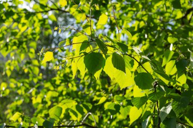 Birch bir dala yakın çekim yapar. Yaprakların yeşil arka planı. Güneş ışınları huş yapraklarını delip geçiyor. Güzel, yumuşak bir odak. Güneşli bir gün.