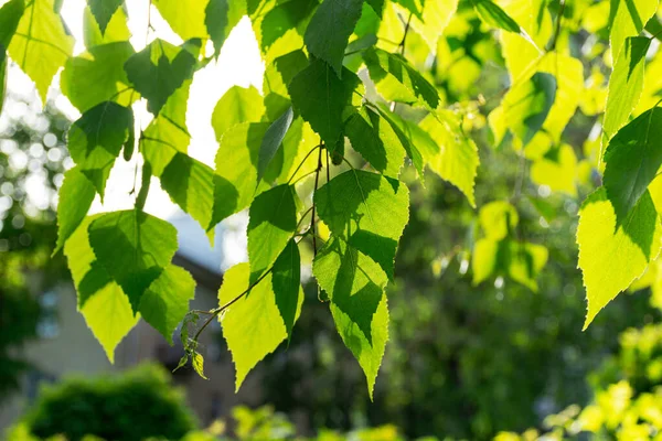 Betulla Lascia Primo Piano Ramo Sfondo Verde Foglie Raggi Del — Foto Stock