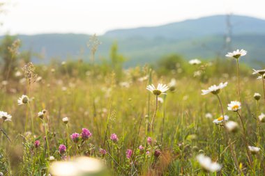Güneşin altındaki çayırlarda papatyalar ve yoncalar. Vahşi çiçeklerle dolu güzel, parlak bir arka plan. Bahar güneşli bir gün. Çiçek açan tarlalar ve mavi gökyüzü. Seçici odak noktasında çiçekler.