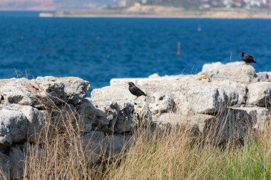 Black Starling denizin arka planında. Değişik tüyleri olan ötücü bir kuş. Benekli siyah kanatlar. Parlak güneşli bir gün.
