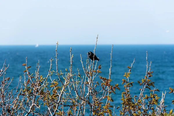 Black Starling Denizin Arka Planında Değişik Tüyleri Olan Ötücü Bir — Stok fotoğraf