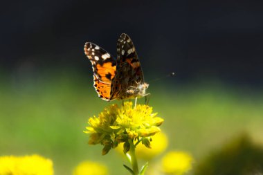 Bulanık bir arkaplanda Kelebek Devedikeni 'nin yakın çekimi. Nymphalidae ailesinden parlak bir kelebek. Güneş ışığında kelebek ve seçici odaklanma.