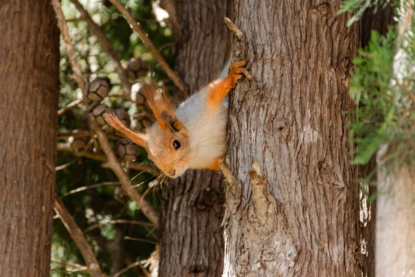 Squirrel Tree Close Curious Squirrel Looks Straight Ahead Red Beautiful — Stock Photo, Image