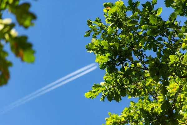 Flying plane in the blue sky. View from the bottom of the trees and the plane. Green oak leaves on a blue sky background. Traveling by plane. Flying the ship. A trace in the sky from an airplane.