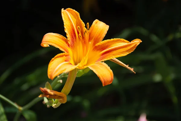 Hemerocall Fulva Orange Daglilja Närbild Ljus Trädgårdsblomma Sommaren Blomsterrabatt Med — Stockfoto