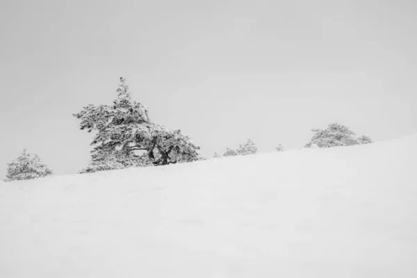 Paisaje Invernal Blanco Negro Con Árboles Navidad Hermosos Pinos Curvos — Foto de Stock