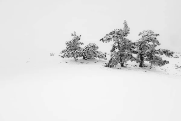 Black and white winter landscape with Christmas trees. Beautiful curved pines in the snow. Snow-capped mountains and trees. Calm graphic winter landscape. Minimalism in nature. Winter background.