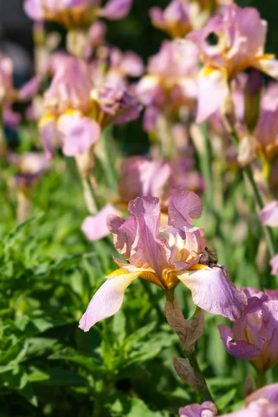 Roze Irissen Close Tuin Bloemenlente Achtergrond Mooie Bloeiende Bloem Tuin — Stockfoto