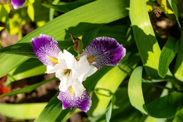 Biało Liliowe Tęczówki Bliska Ogrodzie Kwiaty Wiosenne Tło Piękny Kwitnący — Zdjęcie stockowe