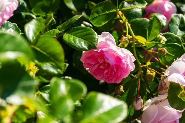 Rose Bush Wstała Świetle Słonecznym Piękny Delikatny Różowy Kwiat Miękkiej — Zdjęcie stockowe