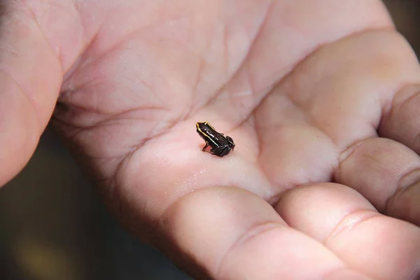 Iberia eleuth frog (Eleutherodactyhiberia), самая маленькая лягушка в мире (8-10 мм), обитает на востоке Кубы, в национальном парке Алехандро де Гумбольдт, недалеко от Баракоа, Куба Стоковое Изображение