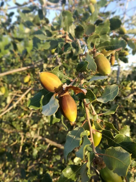 生长在伊比利亚半岛树上的森林果实 欧洲软木塞橡木干果 秋天季节 — 图库照片