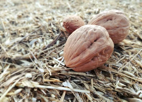 Group Nuts Peel Top Soft Brown Straw Background Dry Hay — Stock Photo, Image