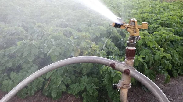 Sprinkler Vattnar Potatis Landsbygdsscenen Jordbruksbevattning Jordbruk — Stockfoto