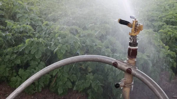 Sprinkler Vattnar Potatis Landsbygdsscenen Jordbruksbevattning Jordbruk — Stockfoto