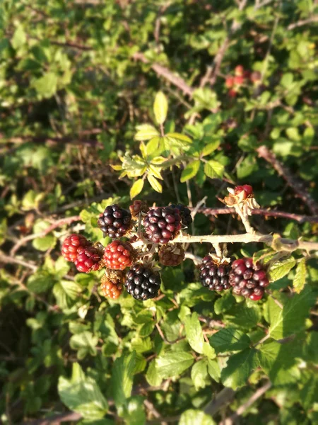 Contraste Naturel Des Couleurs Fruits Rouges Noirs Sauvages Parmi Vert — Photo